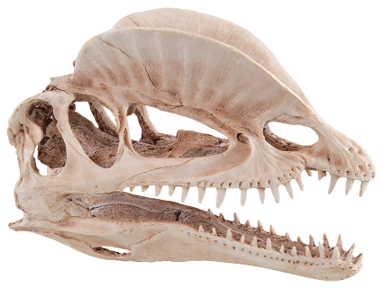 Décoration d'aquarium / Crâne de dinosaure