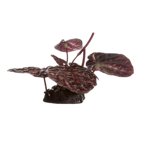 Plante d'aquarium / Lotus sacré rouge avec base / 4 po